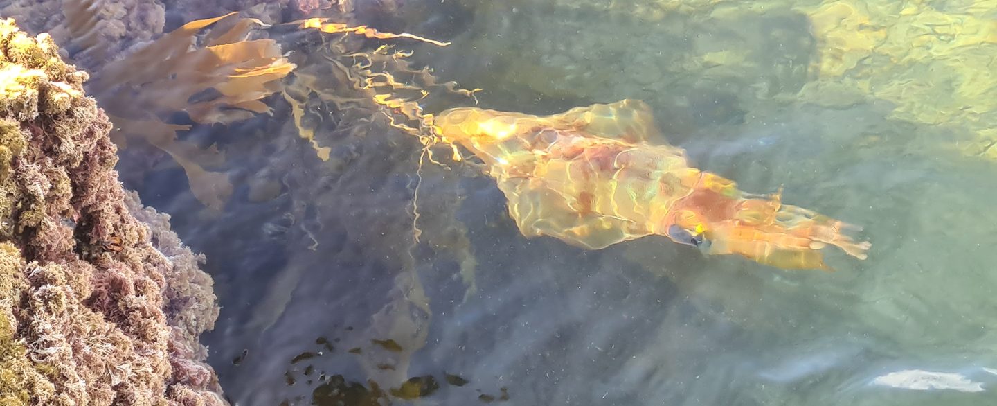 A golden-orange southern reef squid swimming through clear water beside golden-brown kelp and a seaweed-covered rock at Long Bay, Auckland